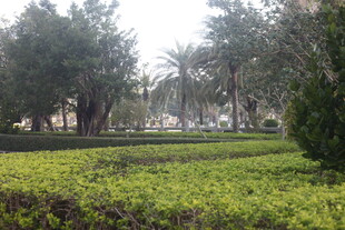 湛江城市中的绿植景观