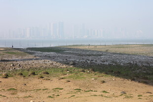 湛江海边滩涂景观