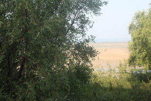 湛江林间远望金黄田野景色