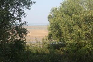 湛江林间远眺田野景色