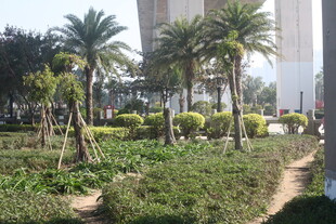 湛江城市中的绿植景观步道