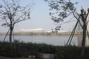 湛江湖畔树木景观