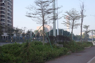 湛江城市路边绿植与树木景观