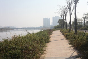 湛江河畔林荫小道风景