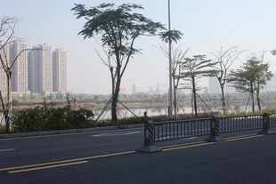 湛江城市道路旁的树木与建筑