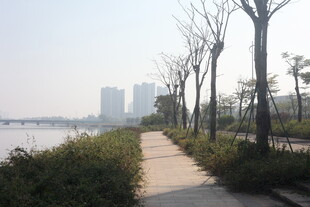 湛江河畔林荫小道风景