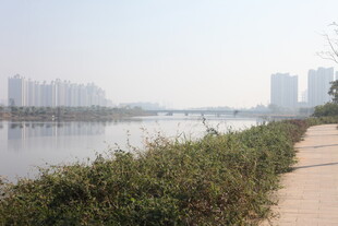 湛江河畔步道旁的绿植与城市景