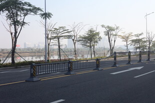 湛江城市道路旁的整齐树木