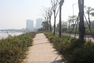 湛江城市河畔林荫步道风景