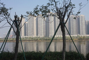 湛江湖畔高楼与新植树木景观