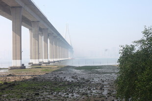 湛江江边大桥下的自然景致