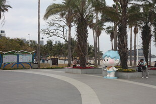 湛江海滨路旁的棕榈树景观