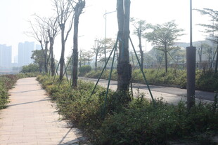 湛江城市林荫小道景观