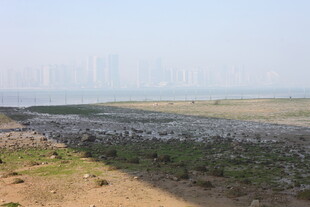 湛江城郊荒地景观