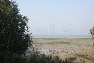 湛江城郊荒野景色