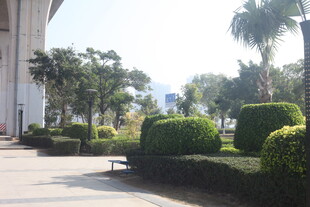 湛江城市街道旁的绿植景观