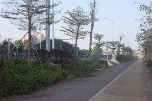 湛江城市道路旁的绿植景观