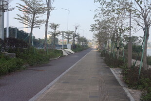 湛江城市林荫小道景观