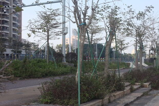 湛江城市街道旁的树木景观