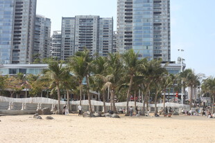 湛江城市沙滩旁的高楼与椰树