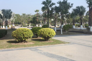 湛江公园绿植景观