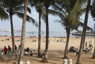 湛江热闹的海滨椰林沙滩场景