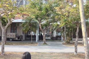 湛江庭院绿树环绕的静谧场景