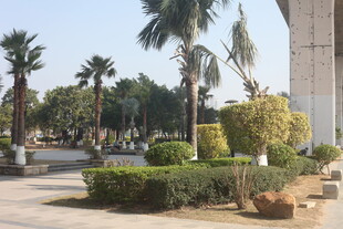 湛江城市中的绿植景观
