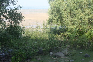 湛江林间远眺开阔水域景色