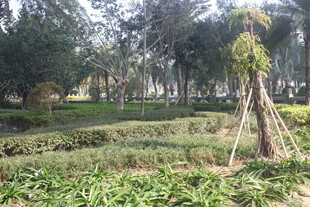 湛江公园绿意盎然的景观