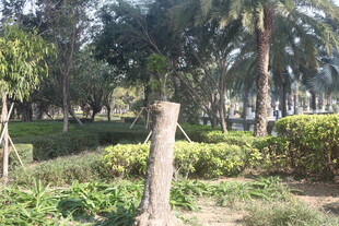 湛江公园内的树木与绿植景观