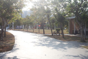 湛江阳光照耀下的林间小道