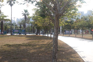 公园林荫小道风景