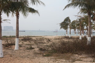 湛江海边椰林风景
