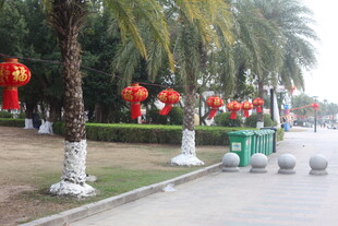 湛江街道边的喜庆红灯笼装饰