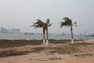 海边摇曳的几棵棕榈树