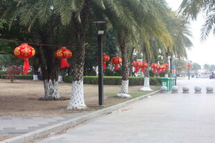 湛江街道旁悬挂红灯笼的树木