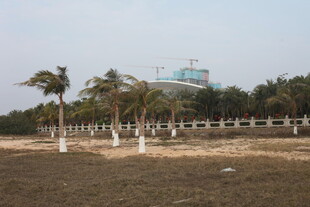 湛江空旷场地旁的棕榈树景观