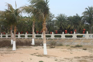 湛江沙滩边的棕榈树围栏景观