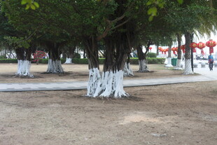 湛江公园中树干涂白的树木