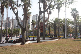 城市公园中的棕榈树景观