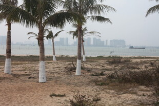 海边沙滩上的几棵棕榈树