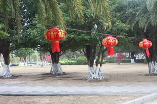 湛江树下红灯笼装点的景致