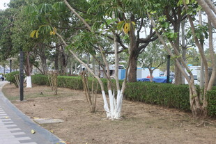 湛江林荫步道边的绿植景观