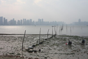 湛江江边滩涂景象