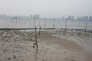 湛江海边滩涂景象