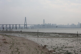湛江江边滩涂与远处桥梁景观