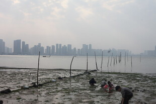 湛江城市畔滩涂赶海景象
