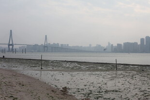 湛江江边城市景观与桥梁远景