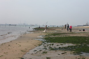 湛江海边漫步的人群与湿地景观